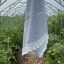 KOOS_small_towel_blue_lace.jpg